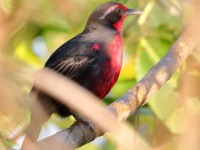 819A6122Rosy_Thrush-Tanager