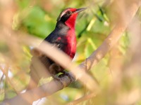 819A6125Rosy_Thrush-Tanager