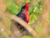 819A6127Rosy_Thrush_Tanager