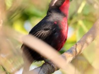819A6137Rosy_Thrush-tanager