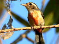 819A6166Red-breasted_Chat