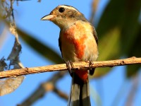 819A6171Immature_Red-breasted_Chat