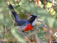 819A6220Red-breasted_Chat
