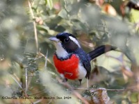 819A6227Red-Breasted_Chat