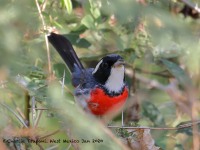 819A6233Red-breasted_Chat