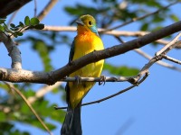 819A6262Orange-breasted_Bunting