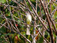 819A6263Flammulated_Flycatcher
