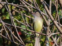 819A6268Flammulated_Flycatcher