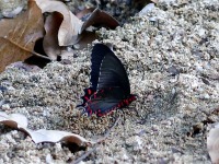 819A6307Butterfly