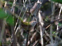 819A6340White-bellied_Wren