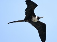 819A6361Magnificent Frigatebird