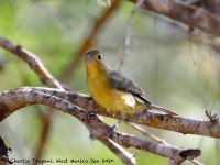 819A6374Female_Orange-breasted_Bunting