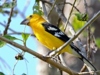 819A6386Yellow-Grosbeak