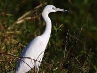 819A6398Little_Blue_Heron