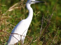 819A6400Little_Blue_Heron