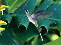 819A6431Mexican_Hermit