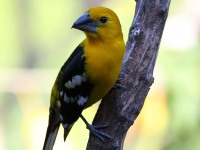 819A6511Yellow_Grosbeak