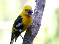 819A6512Yellow_Grosbeak