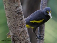 819A6537Yellow-Winged_Cacique