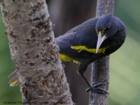 819A6541Yellow-Winged_Cacique