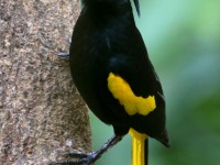 819A6544Yellow-winged_Cacique