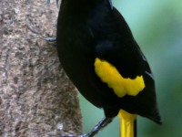 819A6545Yellow-winged_Cacique