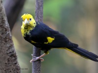 819A6554Yellow-winged_Cacique
