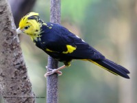 819A6559Yellow-winged_Cacique