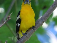 819A6579Yellow_Grosbeak