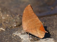 819A6586Leafwing_Butterfly