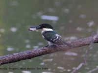 819A6595Green_Kingfisher