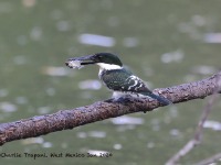 819A6599Green_Kingfisher