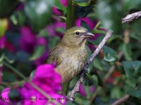 819A6608Grayish_Saltator
