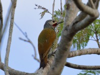 819A6611Gray-crowned_Woodpecker