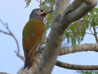 819A6612Gray-crowned_Woodpecker