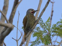 819A6614Gray-crowned_Woodpecker