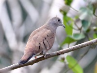 819A6616Ruddy_Ground-Dove