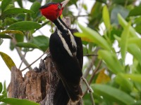 819A6644Pale-billed_Woodpecker