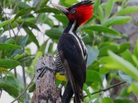 819A6647Pale-billed_woodpecker