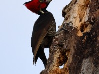 819A6655Female_Pale-billed_Woodpecker