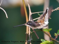 819A6676Plain-capped_Starthroat