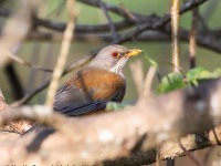 819A6679Rufous-backed_Robin