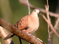 819A6687Ruddy_Ground-Dove