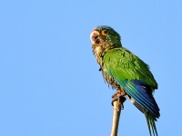 819A6707Orange-fronted_Parakeet