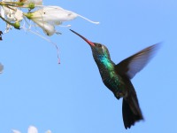 819A6742Broad-billed_Hummingbird