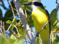 819A6771Boat-billed_Flycatcher