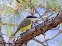 819A6805Boat-billed_Flycatcher