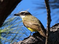 819A6827Boat-billed_Flycatcher