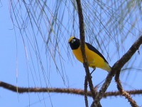 819A6851Scrub_Euphonia