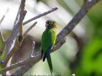 819A6872Orange-fronted_Parakeet